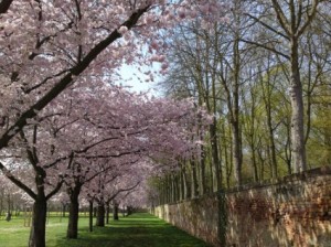 cherry_blossom_schlossgarten_landscape_215065